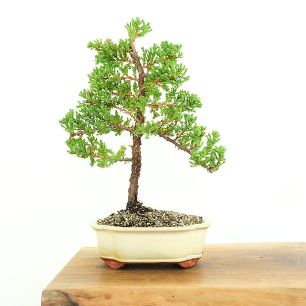 Japanese Juniper-Simply Bonsai-[Bonsai NZ]-[Buy bonsai NZ]-[Bonsai Tree NZ]-Simply Bonsai NZ