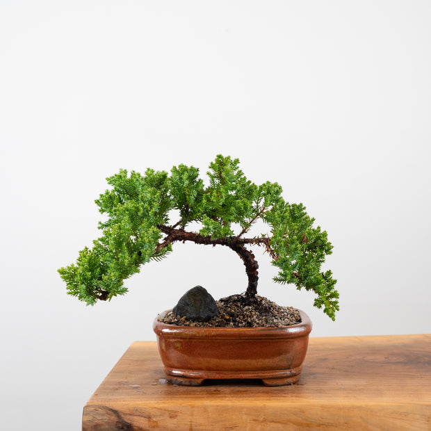 Japanese Juniper-Simply Bonsai-[Bonsai NZ]-[Buy bonsai NZ]-[Bonsai Tree NZ]-Simply Bonsai NZ