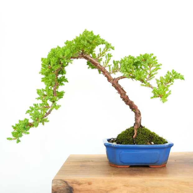 Japanese Juniper-Simply Bonsai-[Bonsai NZ]-[Buy bonsai NZ]-[Bonsai Tree NZ]-Simply Bonsai NZ