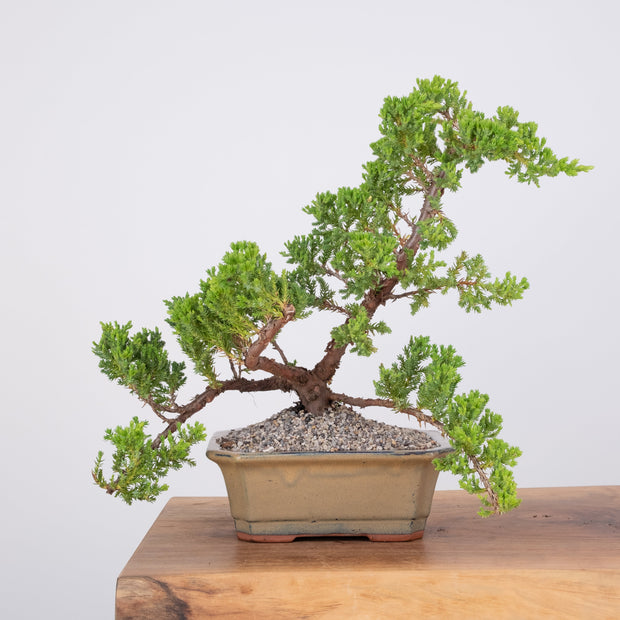 Japanese Juniper-Simply Bonsai-[Bonsai NZ]-[Buy bonsai NZ]-[Bonsai Tree NZ]-Simply Bonsai NZ