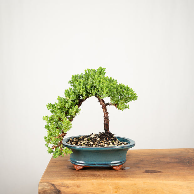 Japanese Juniper-Simply Bonsai-[Bonsai NZ]-[Buy bonsai NZ]-[Bonsai Tree NZ]-Simply Bonsai NZ