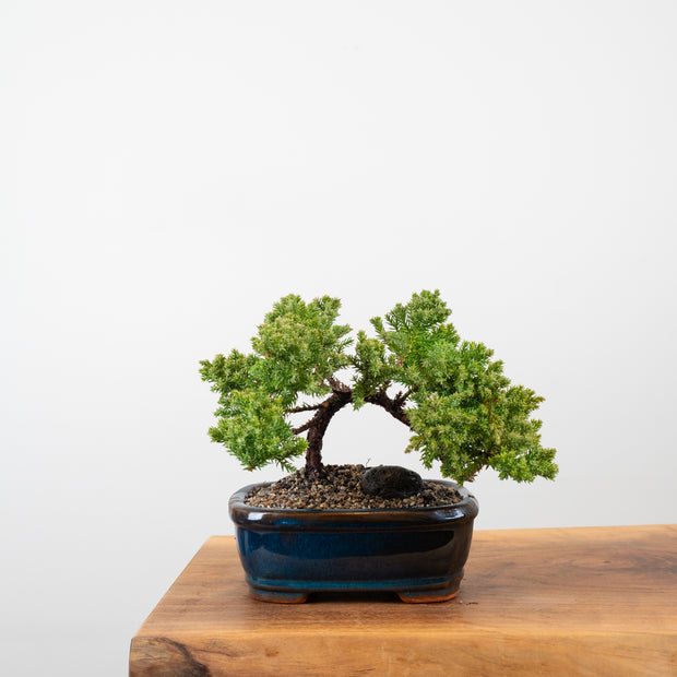 Japanese Juniper-Simply Bonsai-[Bonsai NZ]-[Buy bonsai NZ]-[Bonsai Tree NZ]-Simply Bonsai NZ