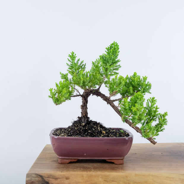 Japanese Juniper-Simply Bonsai-[Bonsai NZ]-[Buy bonsai NZ]-[Bonsai Tree NZ]-Simply Bonsai NZ