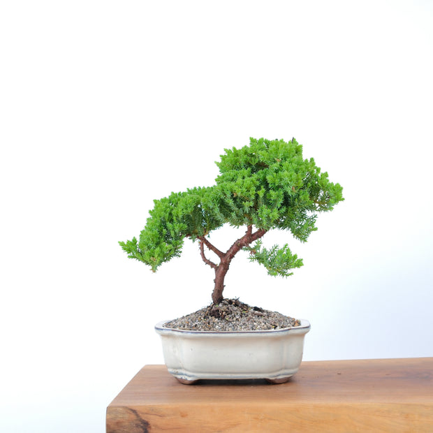 Japanese Juniper-Simply Bonsai-[Bonsai NZ]-[Buy bonsai NZ]-[Bonsai Tree NZ]-Simply Bonsai NZ