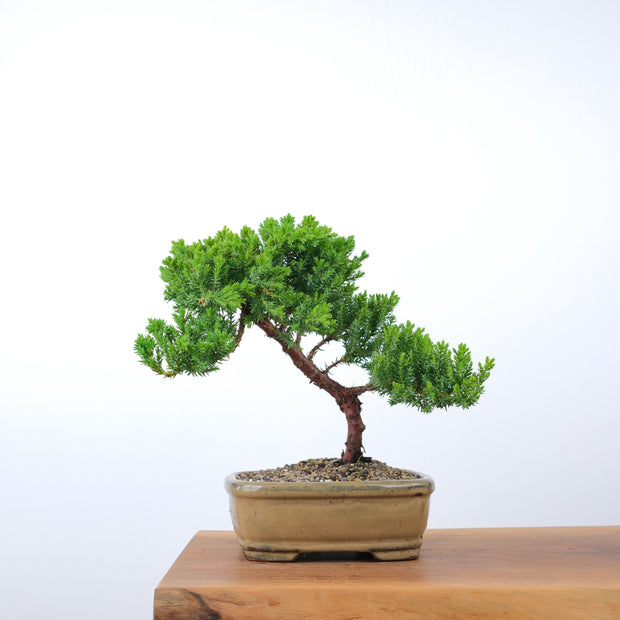 Japanese Juniper-Simply Bonsai-[Bonsai NZ]-[Buy bonsai NZ]-[Bonsai Tree NZ]-Simply Bonsai NZ