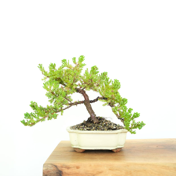 Japanese Juniper-Simply Bonsai-[Bonsai NZ]-[Buy bonsai NZ]-[Bonsai Tree NZ]-Simply Bonsai NZ