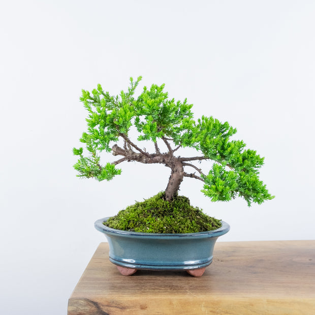 Japanese Juniper-Simply Bonsai-[Bonsai NZ]-[Buy bonsai NZ]-[Bonsai Tree NZ]-Simply Bonsai NZ