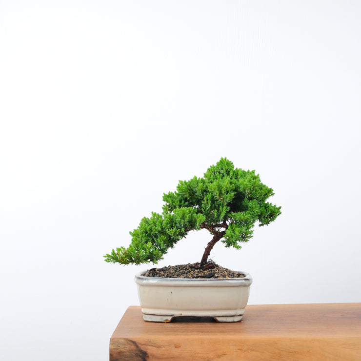 Japanese Juniper-Simply Bonsai-[Bonsai NZ]-[Buy bonsai NZ]-[Bonsai Tree NZ]-Simply Bonsai NZ