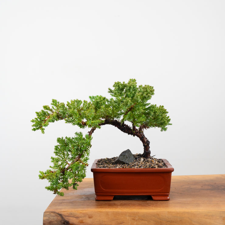 Japanese Juniper-Simply Bonsai-[Bonsai NZ]-[Buy bonsai NZ]-[Bonsai Tree NZ]-Simply Bonsai NZ