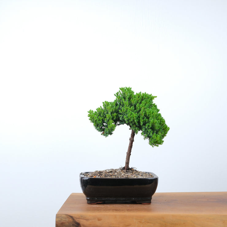 Japanese Juniper-Simply Bonsai-[Bonsai NZ]-[Buy bonsai NZ]-[Bonsai Tree NZ]-Simply Bonsai NZ