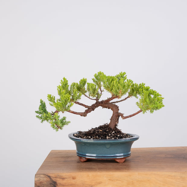 Japanese Juniper-Simply Bonsai-[Bonsai NZ]-[Buy bonsai NZ]-[Bonsai Tree NZ]-Simply Bonsai NZ