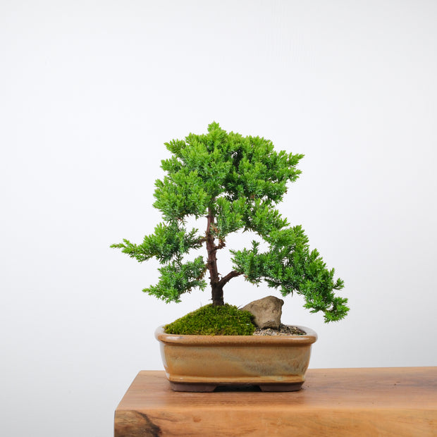 Japanese Juniper-Simply Bonsai-[Bonsai NZ]-[Buy bonsai NZ]-[Bonsai Tree NZ]-Simply Bonsai NZ
