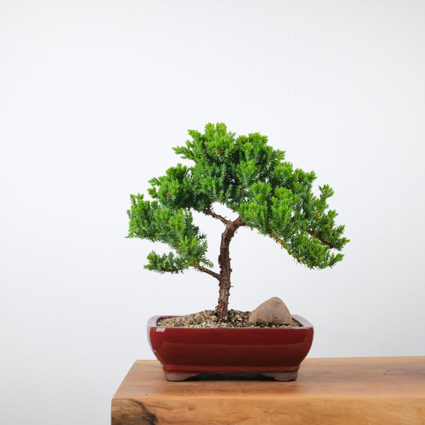 Japanese Juniper-Simply Bonsai-[Bonsai NZ]-[Buy bonsai NZ]-[Bonsai Tree NZ]-Simply Bonsai NZ