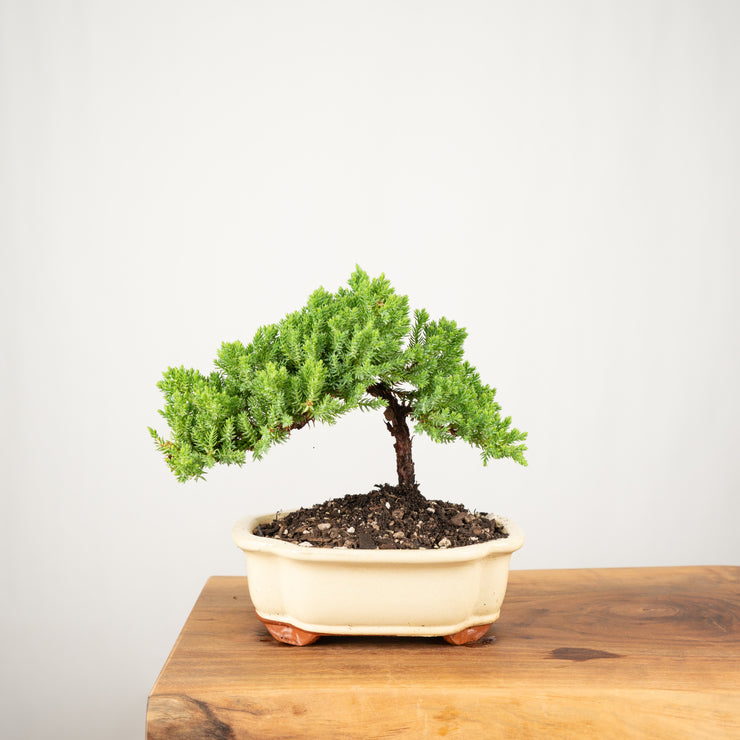 Japanese Juniper-Simply Bonsai-[Bonsai NZ]-[Buy bonsai NZ]-[Bonsai Tree NZ]-Simply Bonsai NZ