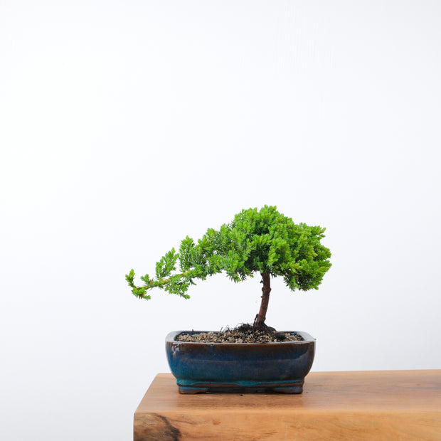 Japanese Juniper-Simply Bonsai-[Bonsai NZ]-[Buy bonsai NZ]-[Bonsai Tree NZ]-Simply Bonsai NZ
