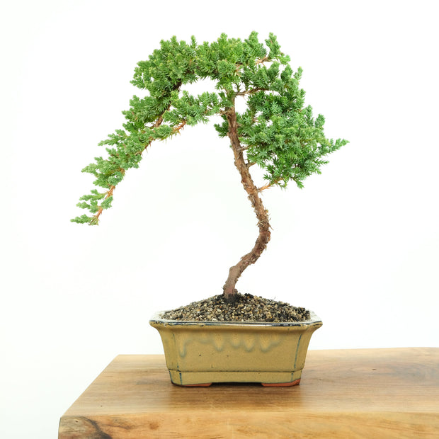 Japanese Juniper-Simply Bonsai-[Bonsai NZ]-[Buy bonsai NZ]-[Bonsai Tree NZ]-Simply Bonsai NZ