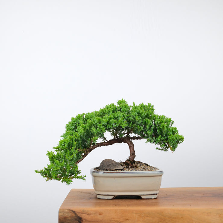 Japanese Juniper-Simply Bonsai-[Bonsai NZ]-[Buy bonsai NZ]-[Bonsai Tree NZ]-Simply Bonsai NZ