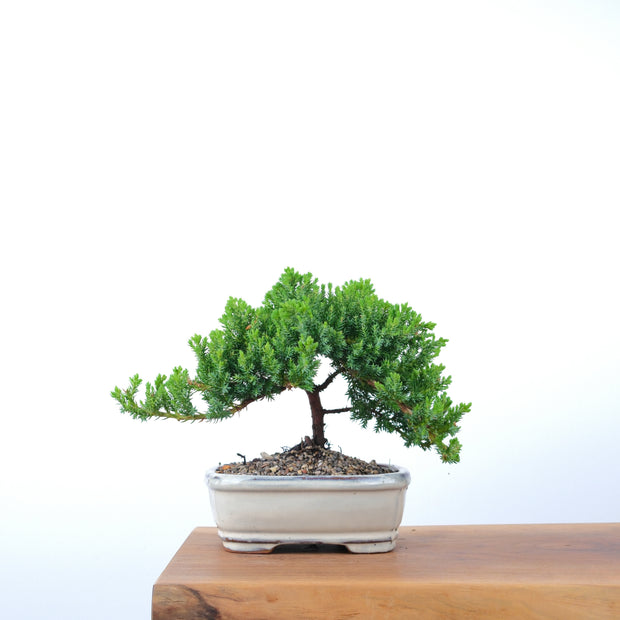 Japanese Juniper-Simply Bonsai-[Bonsai NZ]-[Buy bonsai NZ]-[Bonsai Tree NZ]-Simply Bonsai NZ