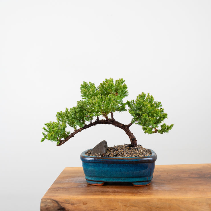 Japanese Juniper-Simply Bonsai-[Bonsai NZ]-[Buy bonsai NZ]-[Bonsai Tree NZ]-Simply Bonsai NZ