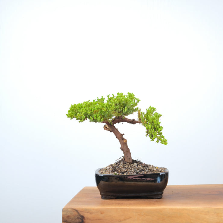 Japanese Juniper-Simply Bonsai-[Bonsai NZ]-[Buy bonsai NZ]-[Bonsai Tree NZ]-Simply Bonsai NZ