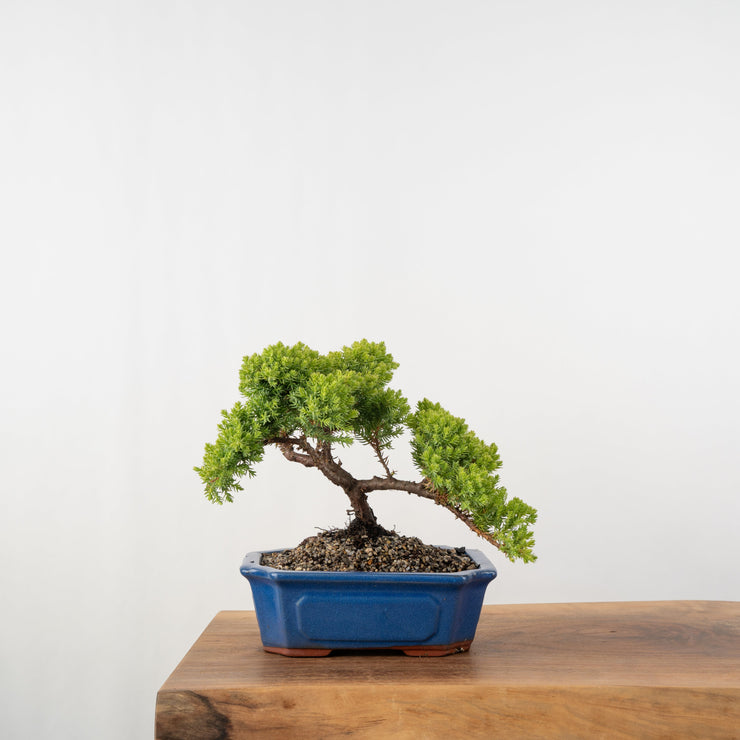 Japanese Juniper-Simply Bonsai-[Bonsai NZ]-[Buy bonsai NZ]-[Bonsai Tree NZ]-Simply Bonsai NZ