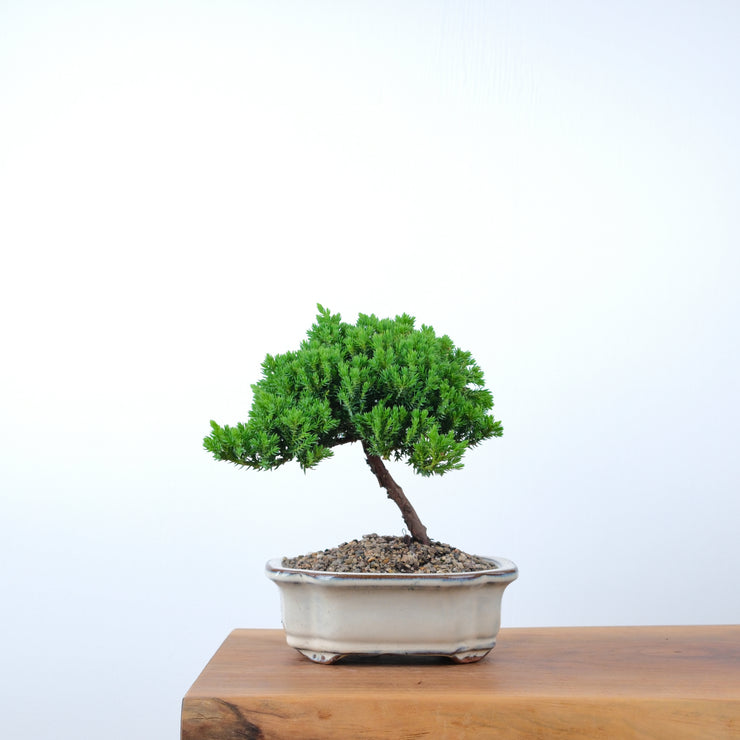 Japanese Juniper-Simply Bonsai-[Bonsai NZ]-[Buy bonsai NZ]-[Bonsai Tree NZ]-Simply Bonsai NZ