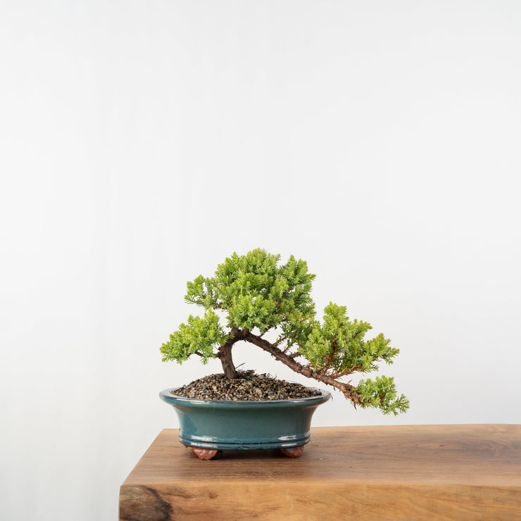 Japanese Juniper-Simply Bonsai-[Bonsai NZ]-[Buy bonsai NZ]-[Bonsai Tree NZ]-Simply Bonsai NZ