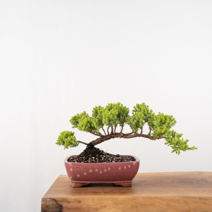 Japanese Juniper-Simply Bonsai-[Bonsai NZ]-[Buy bonsai NZ]-[Bonsai Tree NZ]-Simply Bonsai NZ