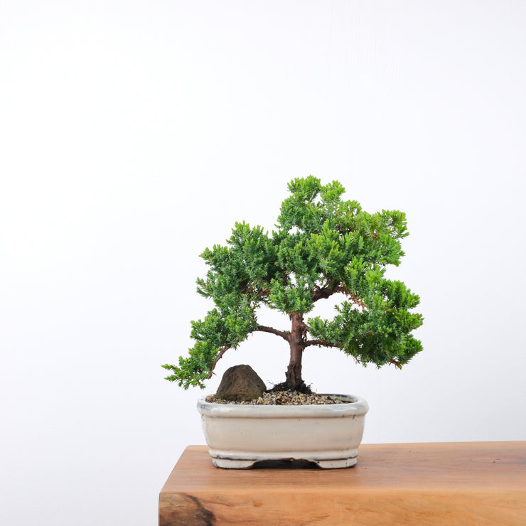 Japanese Juniper-Simply Bonsai-[Bonsai NZ]-[Buy bonsai NZ]-[Bonsai Tree NZ]-Simply Bonsai NZ