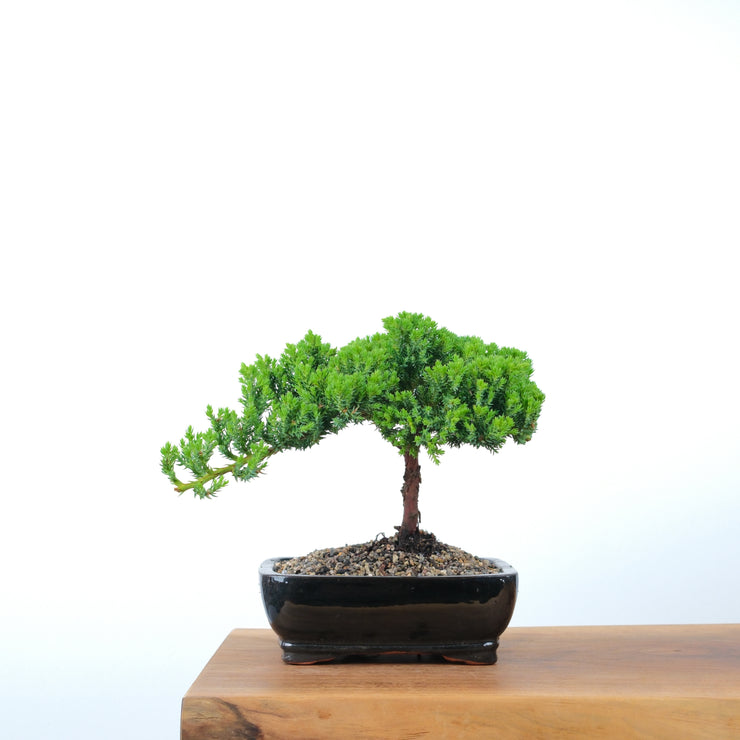Japanese Juniper-Simply Bonsai-[Bonsai NZ]-[Buy bonsai NZ]-[Bonsai Tree NZ]-Simply Bonsai NZ