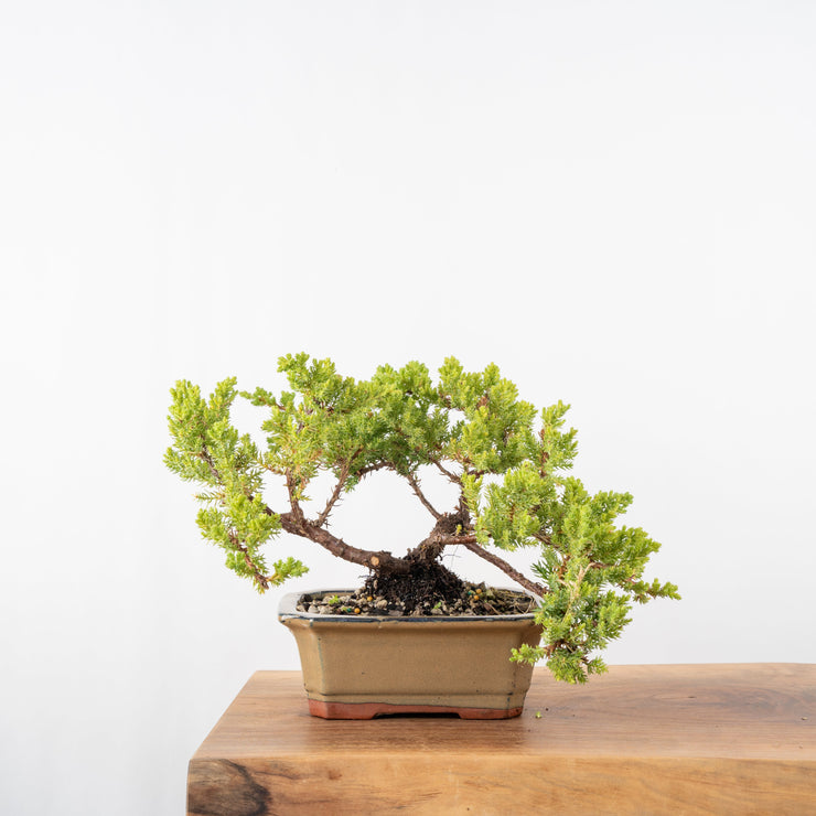 Japanese Juniper-Simply Bonsai-[Bonsai NZ]-[Buy bonsai NZ]-[Bonsai Tree NZ]-Simply Bonsai NZ