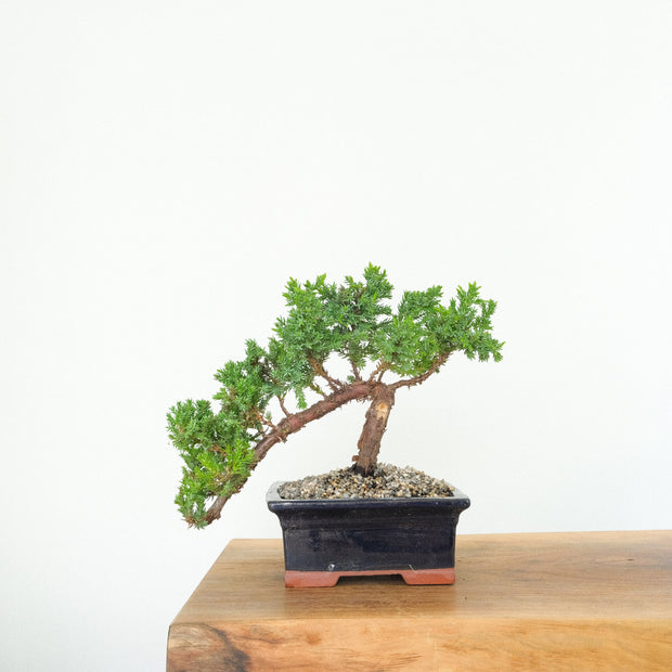 Japanese Juniper-Simply Bonsai-[Bonsai NZ]-[Buy bonsai NZ]-[Bonsai Tree NZ]-Simply Bonsai NZ