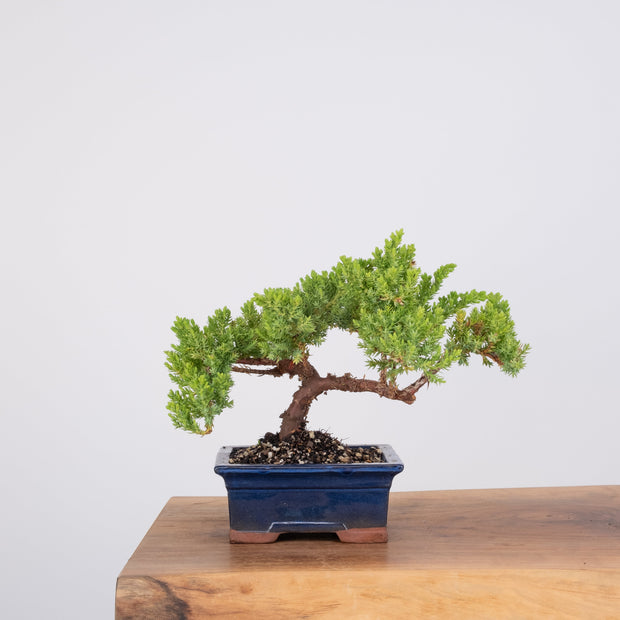 Japanese Juniper-Simply Bonsai-[Bonsai NZ]-[Buy bonsai NZ]-[Bonsai Tree NZ]-Simply Bonsai NZ