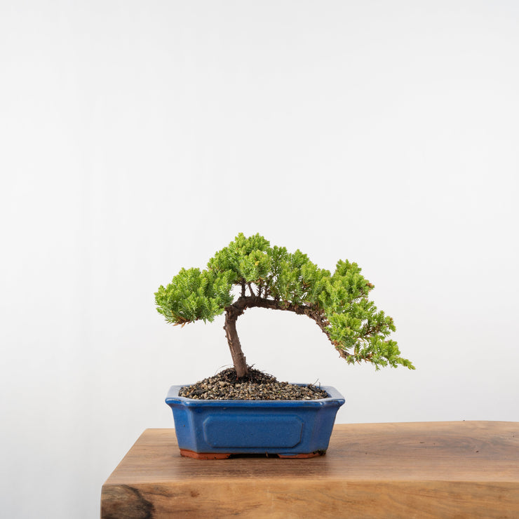 Japanese Juniper-Simply Bonsai-[Bonsai NZ]-[Buy bonsai NZ]-[Bonsai Tree NZ]-Simply Bonsai NZ