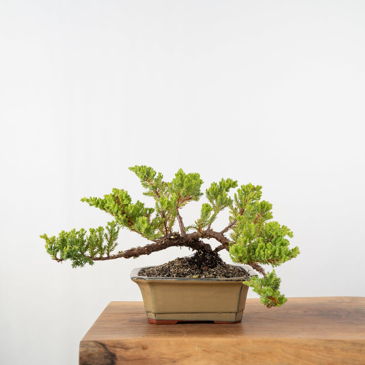 Japanese Juniper-Simply Bonsai-[Bonsai NZ]-[Buy bonsai NZ]-[Bonsai Tree NZ]-Simply Bonsai NZ