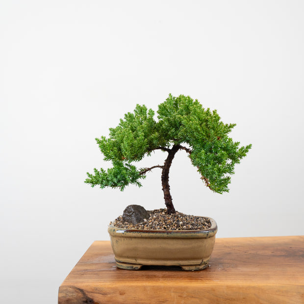 Japanese Juniper-Simply Bonsai-[Bonsai NZ]-[Buy bonsai NZ]-[Bonsai Tree NZ]-Simply Bonsai NZ