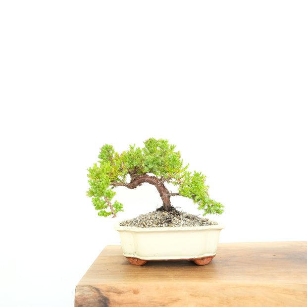 Japanese Juniper-Simply Bonsai-[Bonsai NZ]-[Buy bonsai NZ]-[Bonsai Tree NZ]-Simply Bonsai NZ