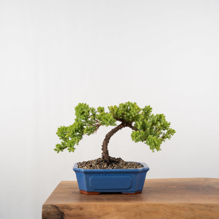 Japanese Juniper-Simply Bonsai-[Bonsai NZ]-[Buy bonsai NZ]-[Bonsai Tree NZ]-Simply Bonsai NZ