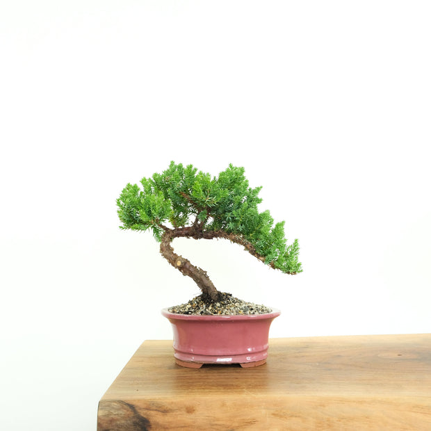 Japanese Juniper-Simply Bonsai-[Bonsai NZ]-[Buy bonsai NZ]-[Bonsai Tree NZ]-Simply Bonsai NZ