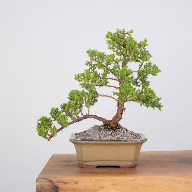 Japanese Juniper-Simply Bonsai-[Bonsai NZ]-[Buy bonsai NZ]-[Bonsai Tree NZ]-Simply Bonsai NZ