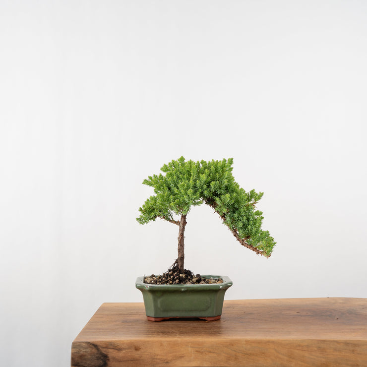 Japanese Juniper-Simply Bonsai-[Bonsai NZ]-[Buy bonsai NZ]-[Bonsai Tree NZ]-Simply Bonsai NZ