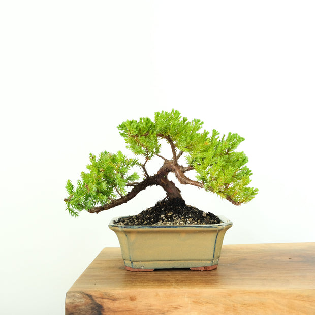 Japanese Juniper-Simply Bonsai-[Bonsai NZ]-[Buy bonsai NZ]-[Bonsai Tree NZ]-Simply Bonsai NZ