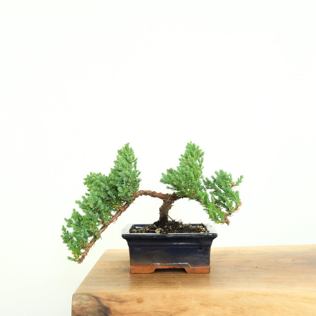 Japanese Juniper-Simply Bonsai-[Bonsai NZ]-[Buy bonsai NZ]-[Bonsai Tree NZ]-Simply Bonsai NZ