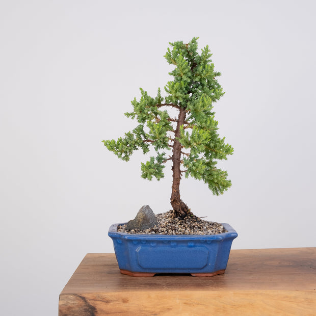 Japanese Juniper-Simply Bonsai-[Bonsai NZ]-[Buy bonsai NZ]-[Bonsai Tree NZ]-Simply Bonsai NZ