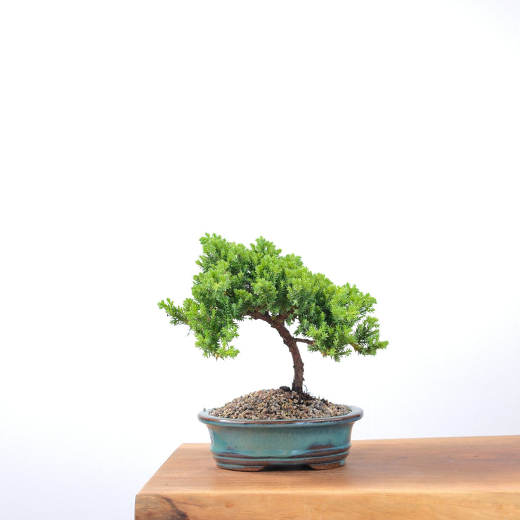 Japanese Juniper-Simply Bonsai-[Bonsai NZ]-[Buy bonsai NZ]-[Bonsai Tree NZ]-Simply Bonsai NZ