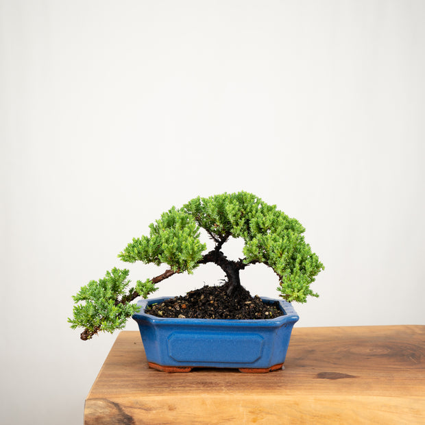 Japanese Juniper-Simply Bonsai-[Bonsai NZ]-[Buy bonsai NZ]-[Bonsai Tree NZ]-Simply Bonsai NZ