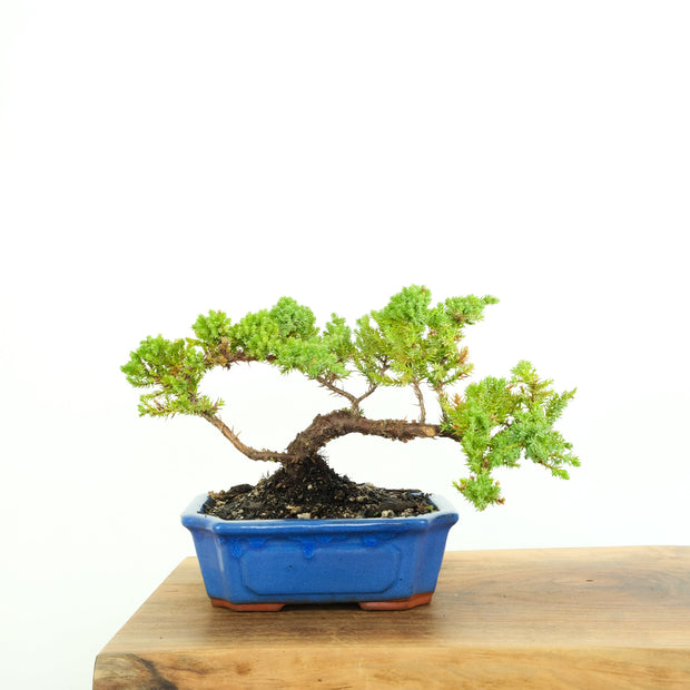 Japanese Juniper-Simply Bonsai-[Bonsai NZ]-[Buy bonsai NZ]-[Bonsai Tree NZ]-Simply Bonsai NZ