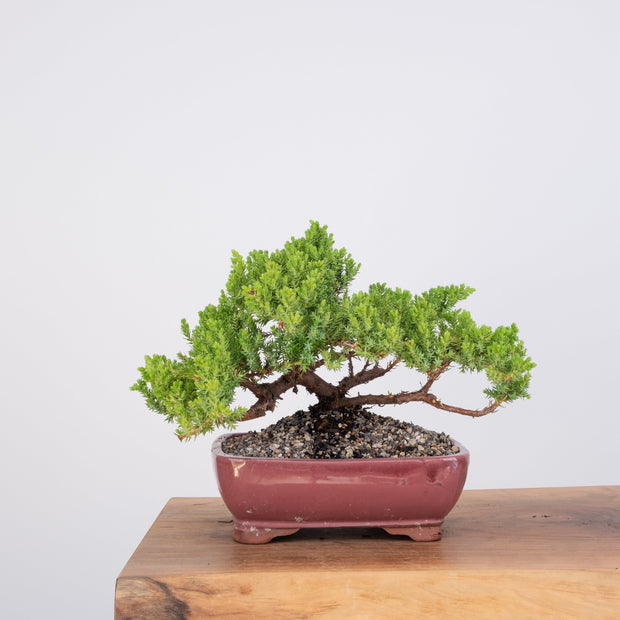 Japanese Juniper-Simply Bonsai-[Bonsai NZ]-[Buy bonsai NZ]-[Bonsai Tree NZ]-Simply Bonsai NZ