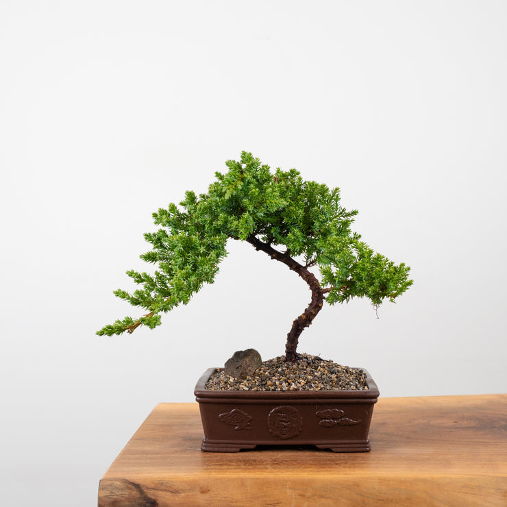 Japanese Juniper-Simply Bonsai-[Bonsai NZ]-[Buy bonsai NZ]-[Bonsai Tree NZ]-Simply Bonsai NZ