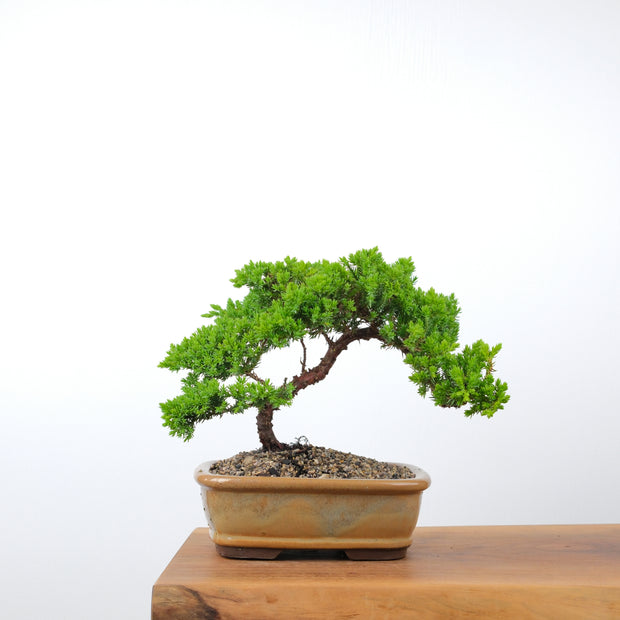 Japanese Juniper-Simply Bonsai-[Bonsai NZ]-[Buy bonsai NZ]-[Bonsai Tree NZ]-Simply Bonsai NZ